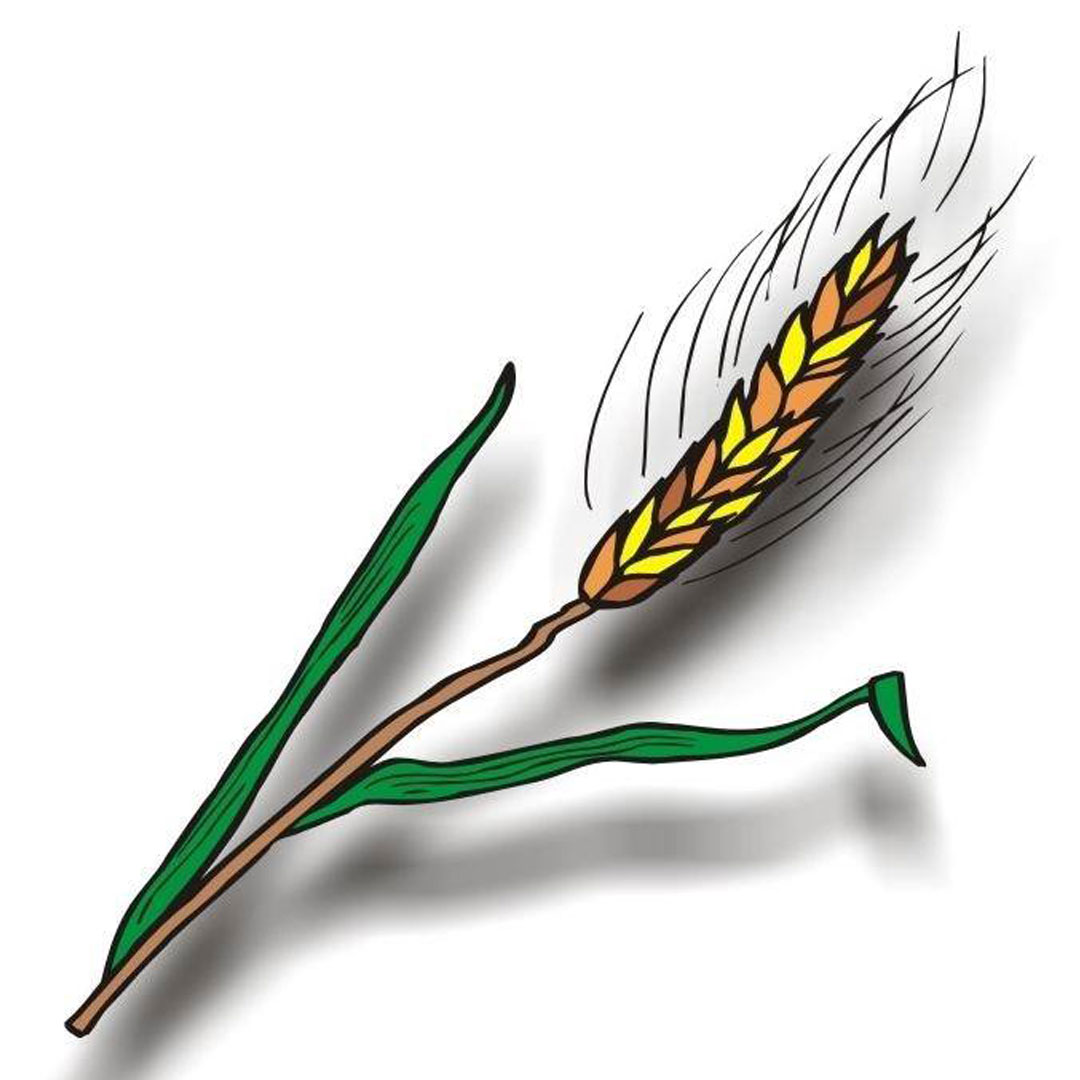 Seminario Teológico Reformado Cristiano Clasificación 2025